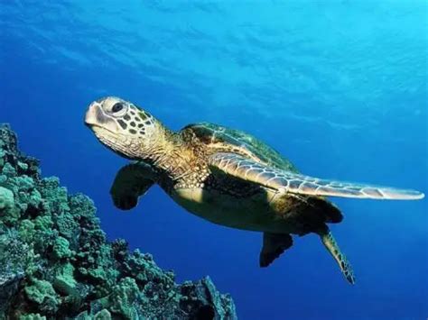 How Long Do Sea Turtles Live In The Wild Sea Turtles Life Span
