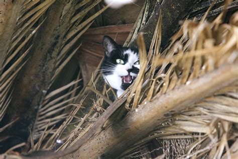 The Health Risks Of Feeding Heart Of Palm To Your Cat Hyaenidae