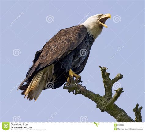 Screaming Eagle In The Wild Stock Photo Image Of Proud Defiant 5799344