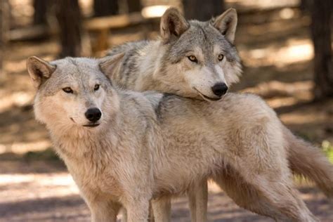 The 25 Wolves of the World | HubPages