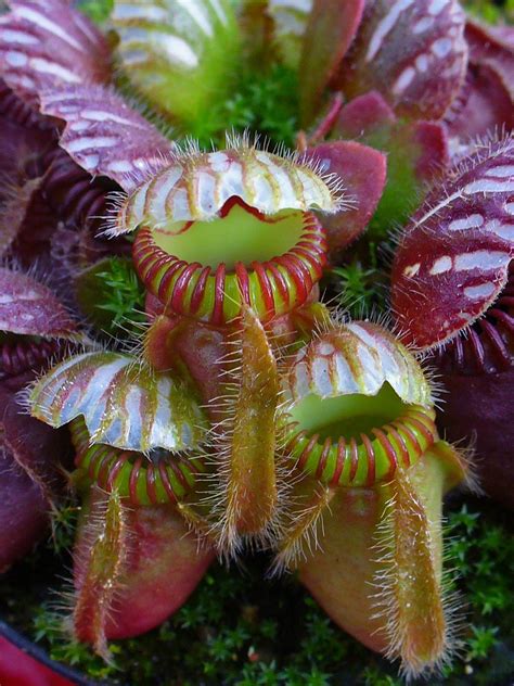 Use google app to find the name of a plant. Cephalotus - Wikipedia