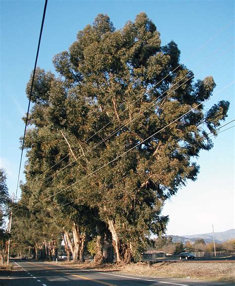 In pakistan it was introduced during the time of the british but concentrated research on its species performance was carried out at the pakistan forest institute. Creating Eucalyptus trees | Resin Car Works Blog