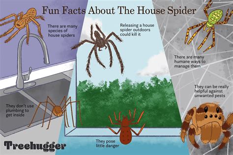 8 Facts About The Misunderstood House Spider