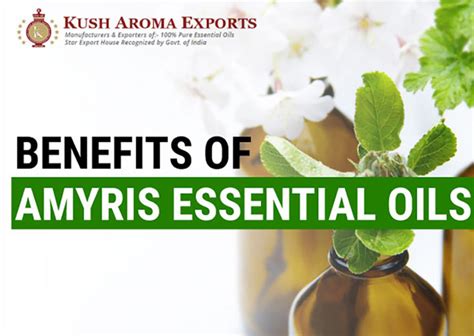 Essential oil is mainly used in medicine and slightly in popular remedies and aromatherapy procedures. Amyris Essential Oil Benefits And Uses |Manufacturers ...