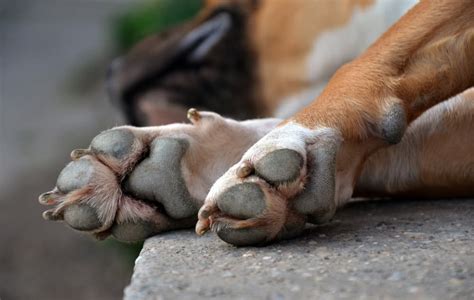 How Do You Tell If Your Dogs Paw Is Infected
