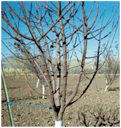 This system is in between open centre and central leader system wherein central axis is allowed to grow unhindered upto 4—5 years and then the central stem is headed back and laterals are permitted. NMSU: Training Young Apple Trees to the Central Leader System