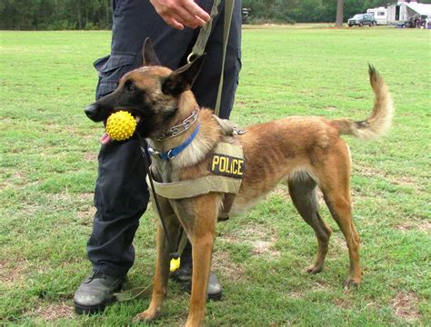 K-9 Unit | Southern Pines, NC - Official Website