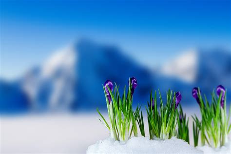 خلفيات زهور ثلجية صور ازهار فى الثلج بالصور اجمل الزهور المميزة