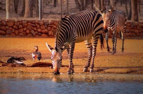 Wild African Animals Two Zebras Near A Watering Hole In Namibia