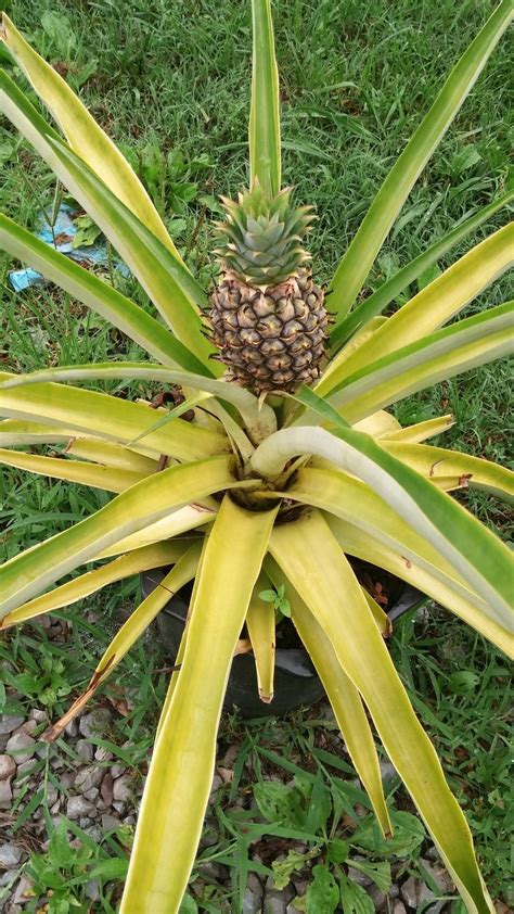 Pineapple Plant Care Brown Leaves Ananas Comosus Pineapple World