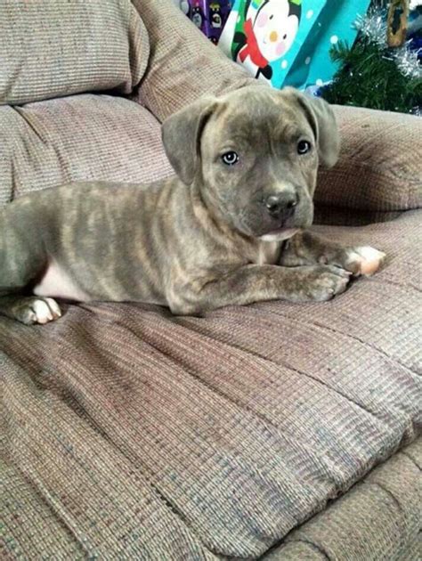Cute Brindle Pitbull Puppy With Images Pittie Puppies