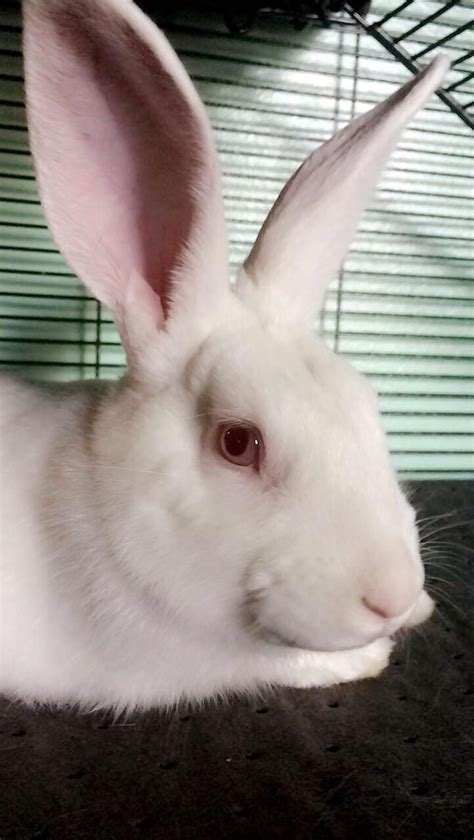 My albino rabbit ift.tt/2lO7JmV, #2lo7jmv #albino #ifttt2lO7JmV #rabbit