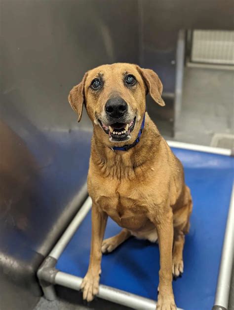 *Tagged for rescue... - Urgent Pets of Dallas Animal Services