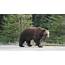 The Legacy Of Big Boy Grizzly Bear  Blog Nature PBS