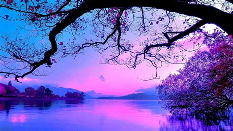 Hd Wallpaper Blue And Purple Sunset Tree Water Plant Beauty In Nature Wallpaper Flare