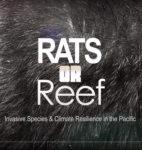 Rats Or Reefs Invasive Species And Climate Change In The Pacific