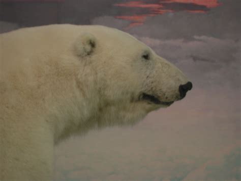 Polar Bear Portrait Side View By Drachenvarg Stock On Deviantart
