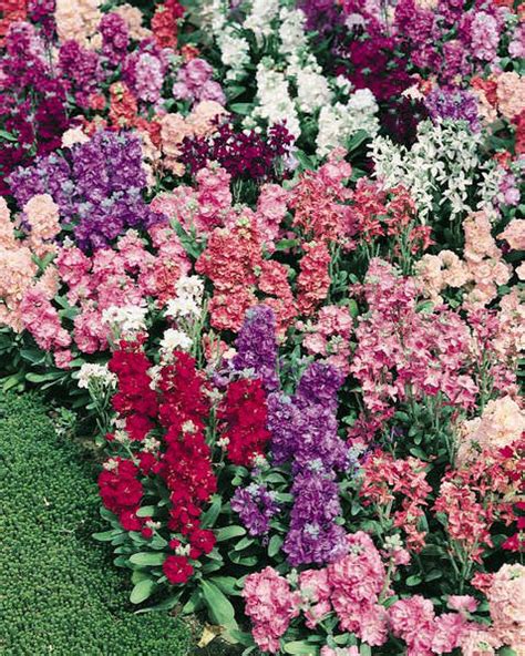 Add these little gems to your floral designs to add texture and visual interest to bouquets, boutonnieres, and centerpieces. Stock Seeds for sale | Matthiola incana | Annual Flower Seeds