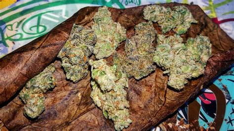 Get movie showtimes, cinema location & buy movie tickets online here. Strain Review: Thin Mint GSC from CA Collective - The Highest Critic
