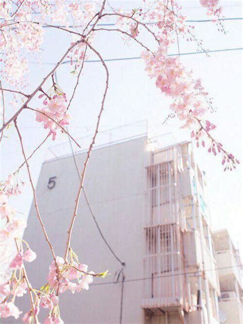 Purple Pink Cherry Blossoms Aesthetic K Pop Amino