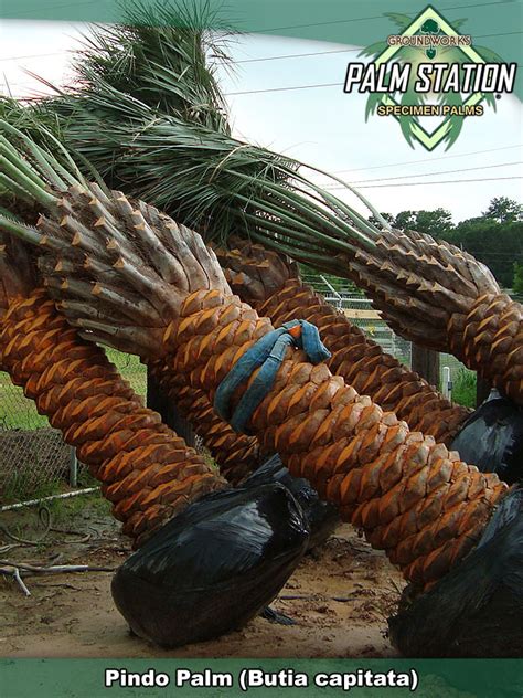 Propagation is by seed which take many months for germination. Pindo Palm - Groundworks Palm Station