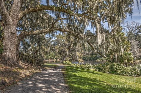 Limbs Dripping With Spanish Moss Photograph By Dale Powell Fine Art