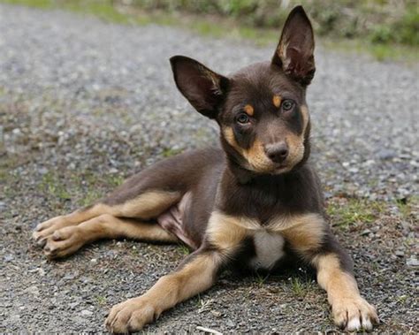 Mudi Puppies For Sale Australia Australian Kelpie Wikipedia