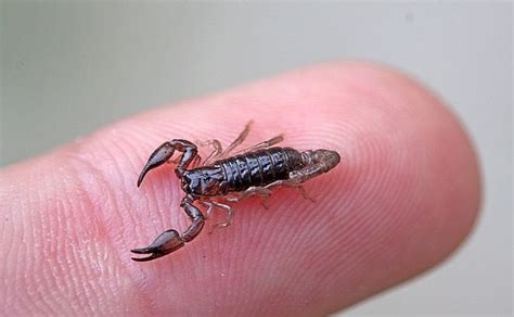 Tiny Toxicities Scorpion Weird Insects Beautiful Bugs