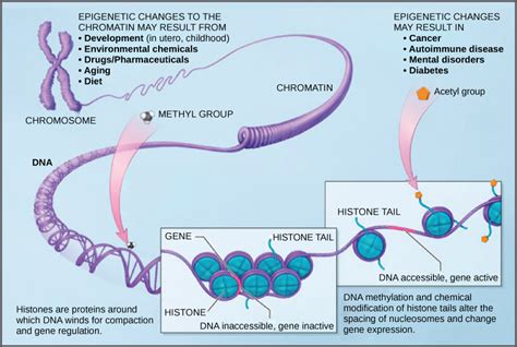 Eukaryotic Epigenetic Gene Regulation Openstax Biology E