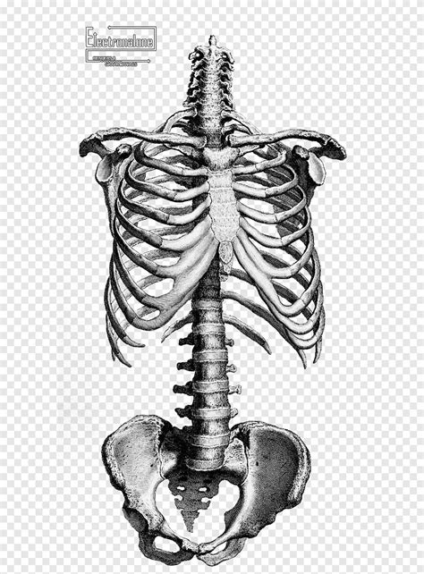 Skeleton Illustration Human Skeleton Anatomy Drawing Bone Skeleton