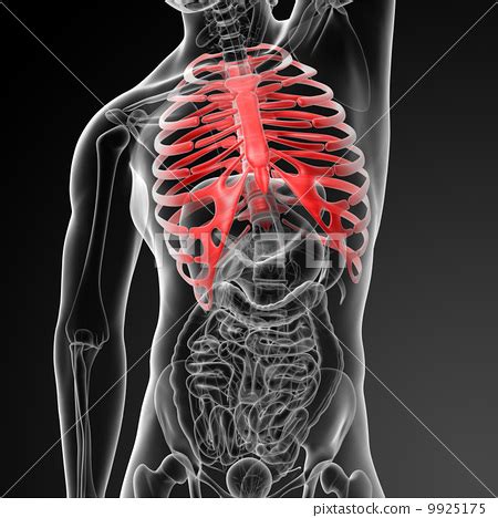 Translate rib cage in spanish? 3d render illustration of the rib cage-图库插图 9925175 - PIXTA