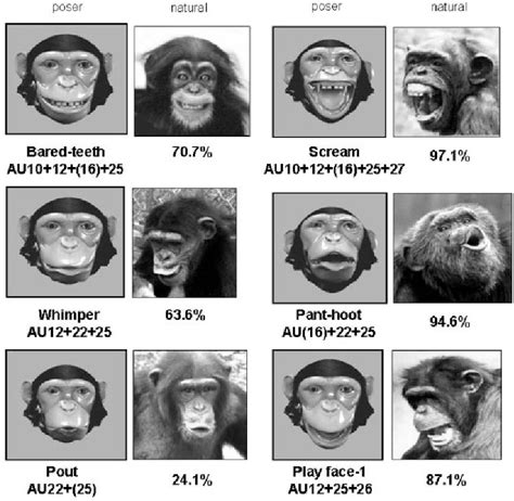 Figure 2 From Understanding Chimpanzee Facial Expression Insights Into