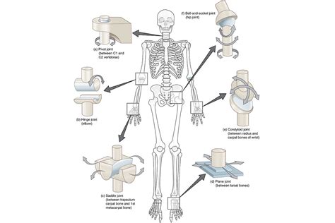 A joint or articulation (or articular surface) is the connection made between bones in the body which link the skeletal system into a functional whole. The 3 Types of Joints in the Body