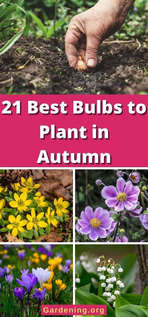 The Best Bulbs To Plant In Autumn