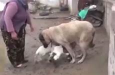 dog mirror bizarre breastfeeding footage baby goats sinful viewers confusion causes brand