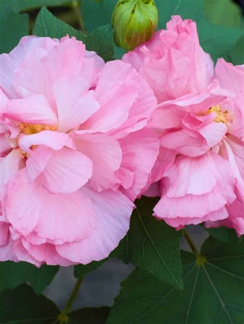 Discover The 10 Best Perennial Hibiscus That Come Back Every Year Az