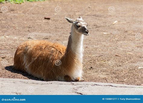 Lama Lies On The Lawn And Enjoys The Warm Sunshine Stock Image Image