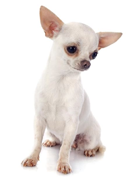 Cute mix dog puppy with a bleu eye. Information About the Delicately Cute Apple-head Chihuahuas