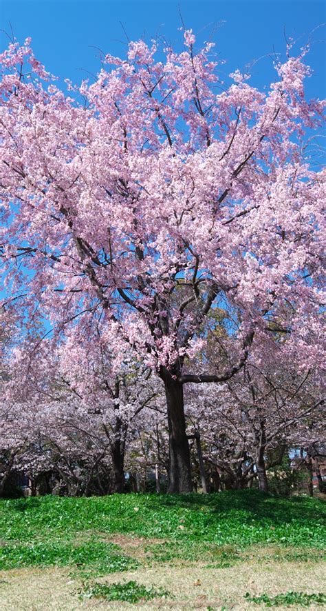 桜 花の壁紙 Iphone5s壁紙待受画像ギャラリー