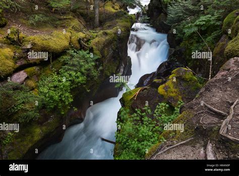 Avalanche Creek Flowing Among The Rocks In Old Growth Forest In Glacier