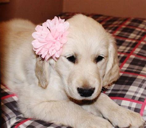 Our english cream golden retriever puppies range in color from near white to a beautiful creamy white and come from parents with strong with the capability of shipping puppies anywhere in the us, wonderful families have adopted sweet cream goldens from washington, oregon, idaho, montana. AKC ENGLISH CREAM/AMERICAN GOLDEN RETRIEVER PUPPIES- 9 ...