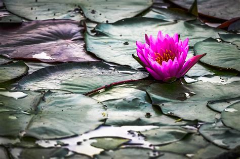 Lilly Pad Lotus Photograph By Brian Stevens Fine Art America