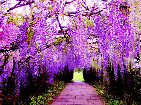 High quality, more than 10 mln photos! Hanging Flower Wisteria Purple Flowers Wallpaper For Pc ...
