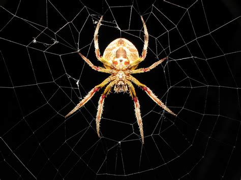 Cool Spider Wallpaper 1600x1200 12326