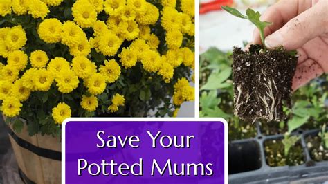 Save Your Potted Mums Propagation By Cuttings