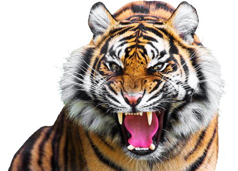 Tiger Clipart png image