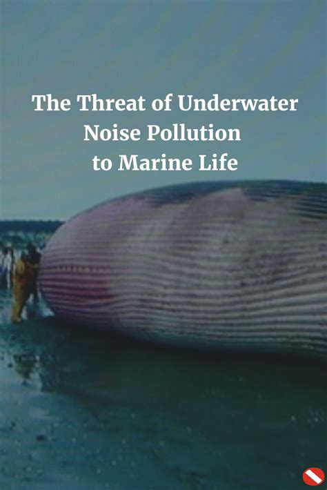 The Threat Of Underwater Noise Pollution To Marine Life Aquaviews