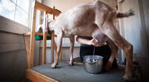 Goat Milking Everything About Milking Goats And How To Milk Them The Happy Chicken Coop