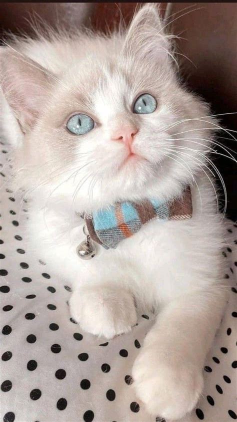 White Cat Images For Cat Lovers Wallpaper Adorabili Gattini Gattini
