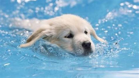 Can Puppies Swim In Pools
